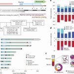 Vaccin personalizat împotriva cancerului ovarian, creat pe baza mutațiilor genetice ale fiecărei tumori: 8 din 10 paciente au dezvoltat un răspuns imun, arată un studiu publicat în Nature Medicine / Eficacitatea tratamentului împotriva cancerului trebuie încă demonstrată